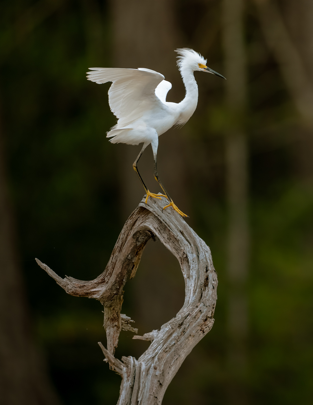 3rd PrizeNature In Class 3 By Edward Crawford For Snowy Egret OCT-2021.jpg